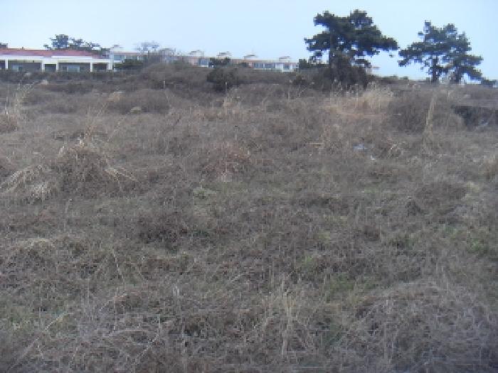 소재지2(옹포리 645-1) 전경 사진