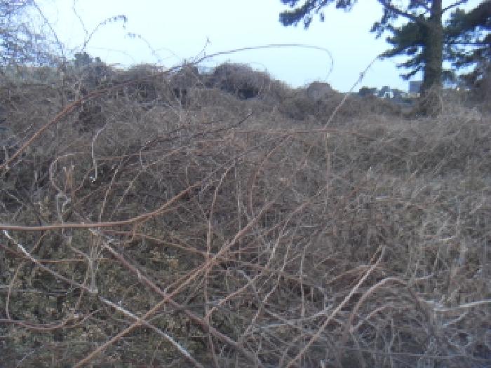 소재지3(옹포리 645-3) 전경 사진