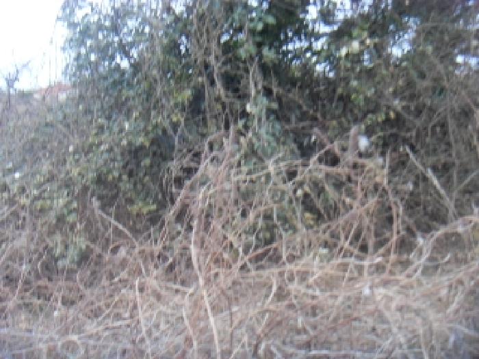 소재지3(옹포리 645-3) 전경 사진