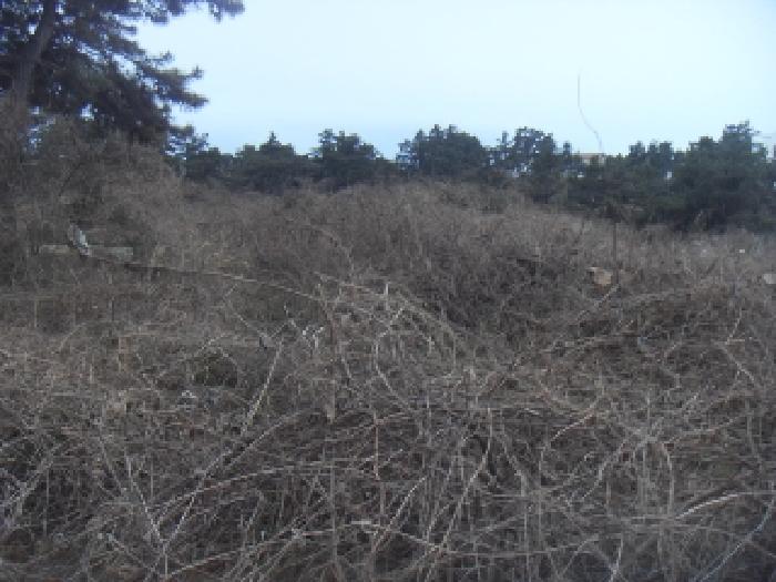 소재지4(옹포리 646) 전경 사진