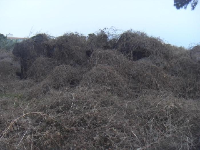 소재지4(옹포리 646) 전경 사진