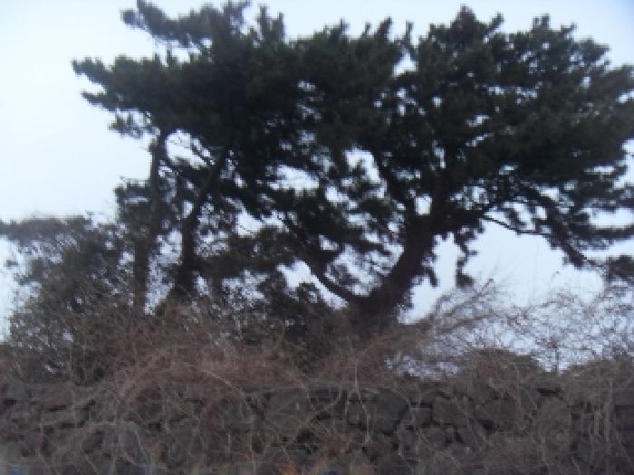 소재지4(옹포리 646) 전경 사진