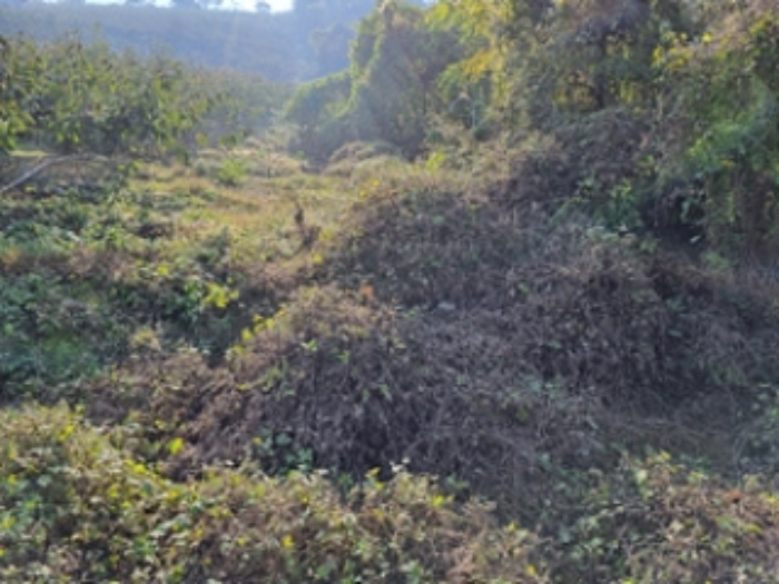 본건 경계선상에 식재되어 있는 것으로 보이는 감나무 전경