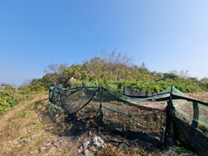 본건 토지 일부에 식재되어 있는 것으로 보이는 농작물 전경