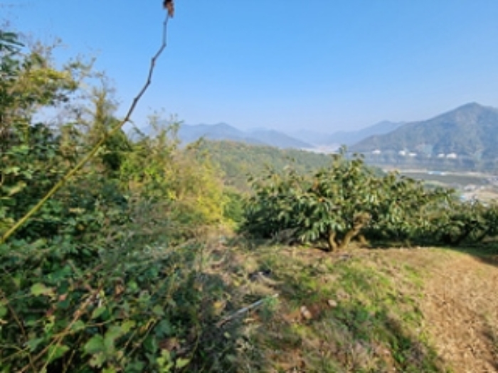 본건 경계선상에 식재되어 있는 것으로 보이는 감나무 전경