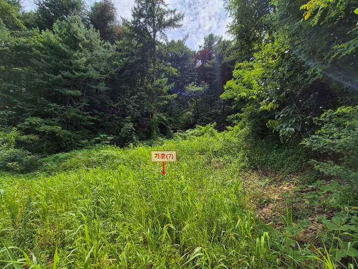 본건 기호(7) 자연녹지 부분 전경