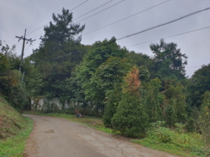 현장사진(토지: 삼합리 221-1, 221-2 부근 전경)