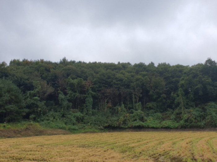 현장사진(토지: 삼합리 221-1, 221-2 부근 전경)