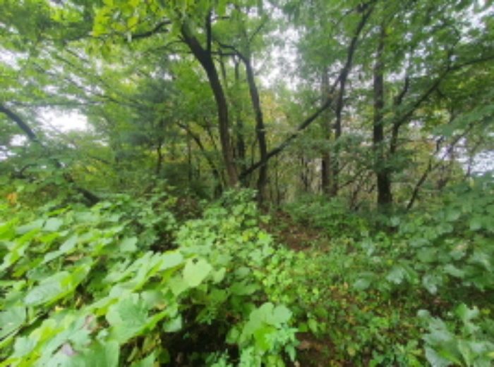 현장사진(토지: 삼합리 221-5 부근 전경)