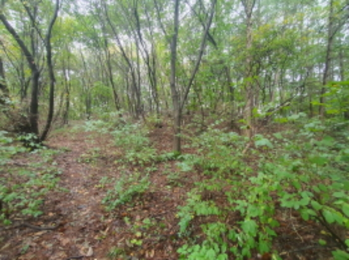 현장사진(토지: 삼합리 221-5 부근 전경)