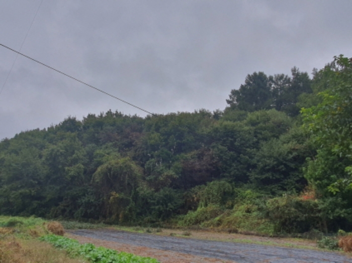 현장사진(토지: 삼합리 221-5 부근 전경)