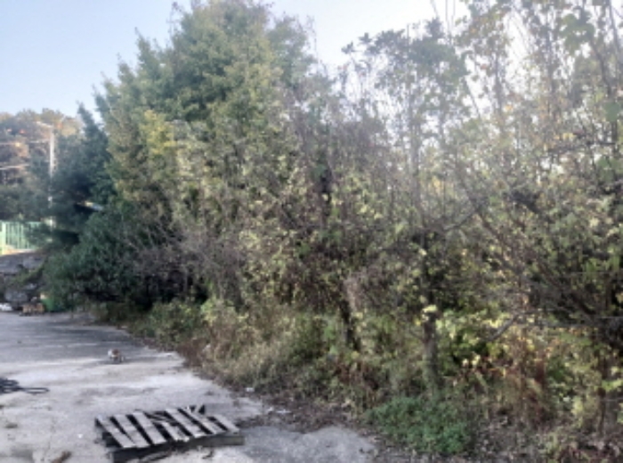 * 본건 목적물 2. 지상 수목