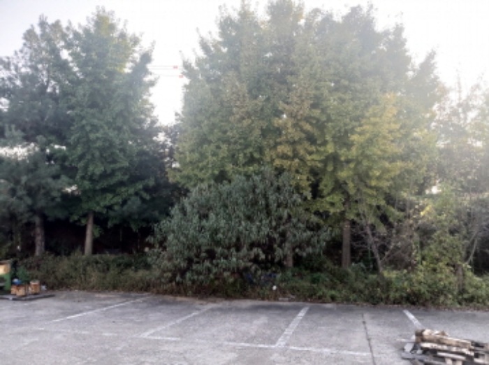 * 본건 목적물 2. 지상 수목