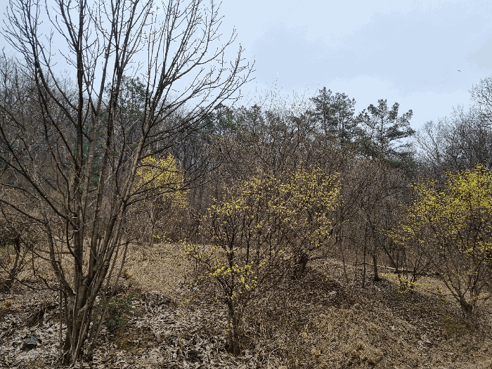 기호 2임야 제시외 수목일부 등
