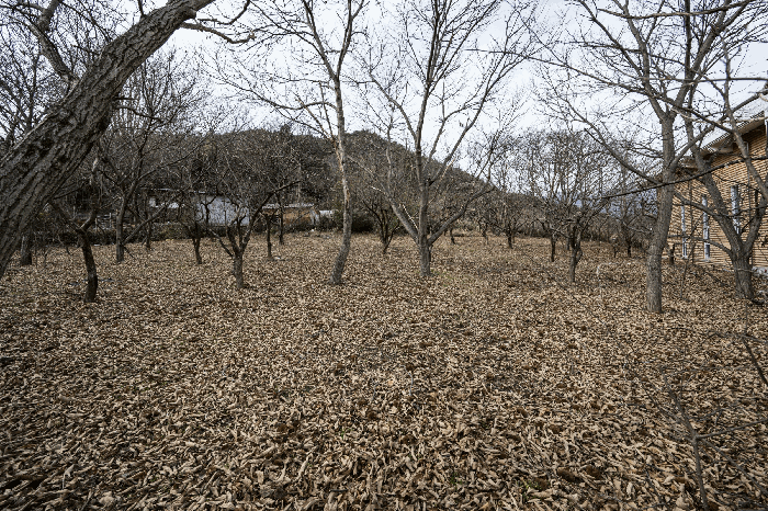 일련번호 3)토지 및 수목