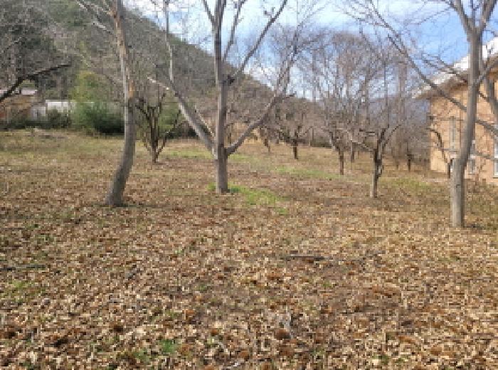 물건3번, 전경사진으로 감나무 26그루, 밤나무 14그루 소재함.