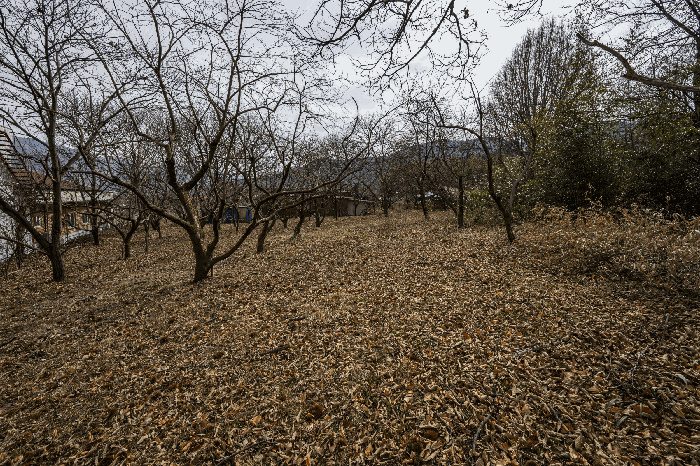 일련번호 3)토지 및 수목