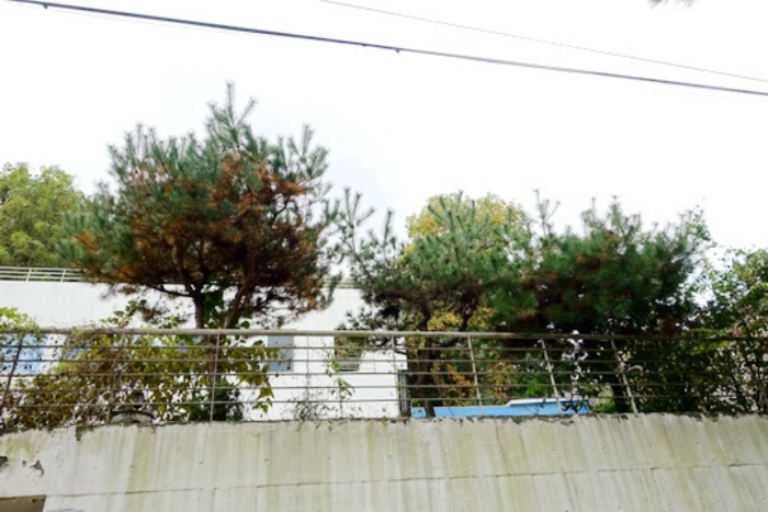 제시외 수목(소나무 3주)