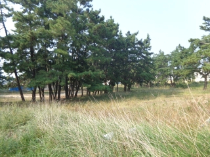 중앙 부분 지상의 모습