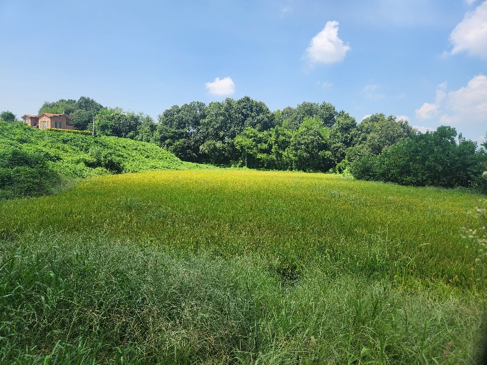 본건 토지 넓은 부분