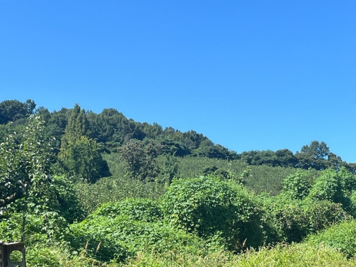 기호 4토지(배나무 식재)