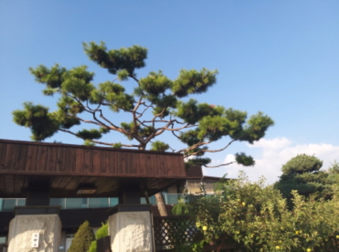 * 본건 목적물 1. 지상 소나무 전경