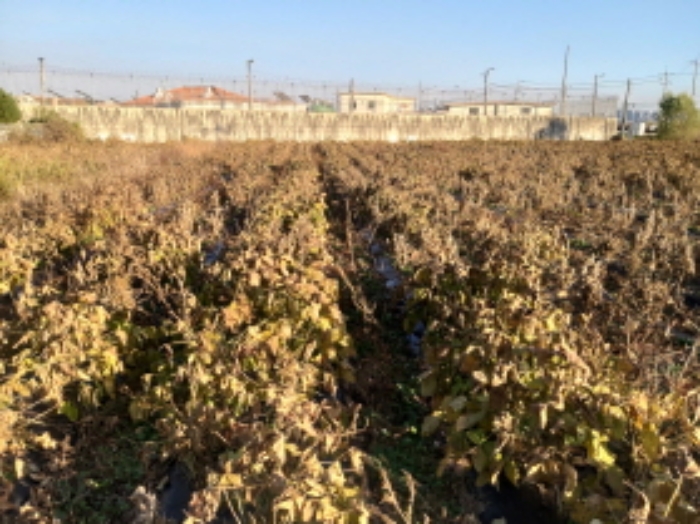 * 본건 목적물 전경