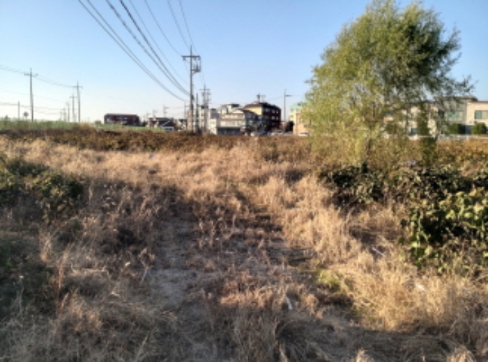 * 본건 목적물 전경(나무 1그루)