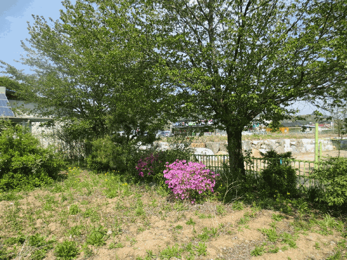 본건 지상의 조경수 등