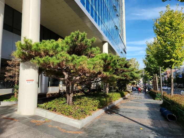 정원수 [소나무 등]