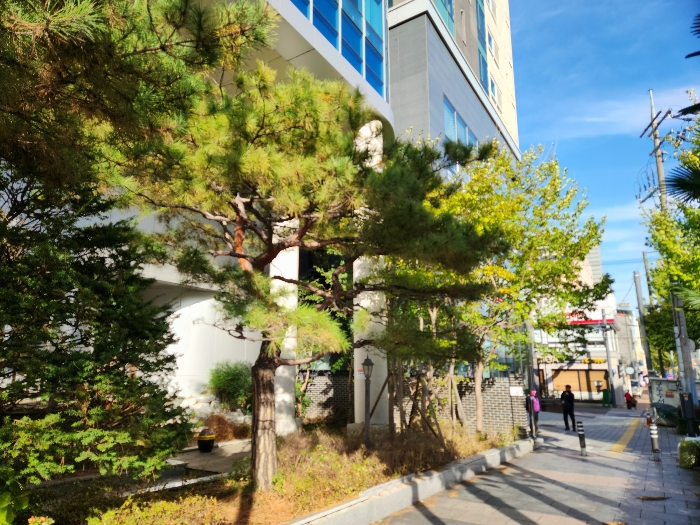 정원수 [소나무 등]