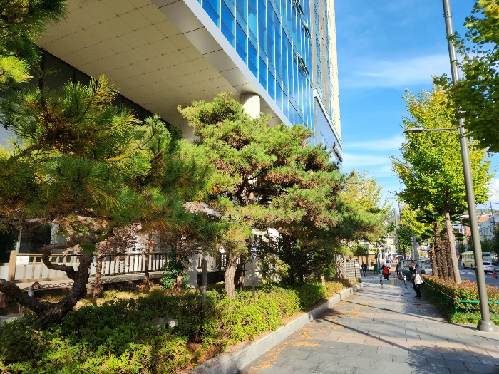 정원수 [소나무 등]