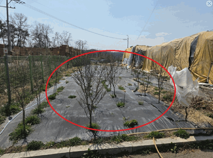 기호(1)토지내의 수목(타인소유로서 평가제외)