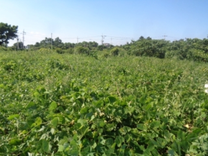 소재지1(사계리 3711-2) 전경 사진