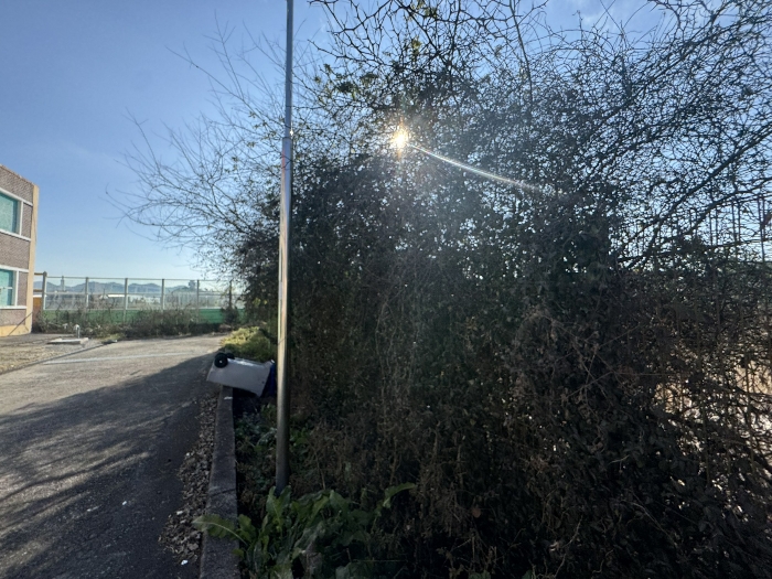 본건 지상 수목