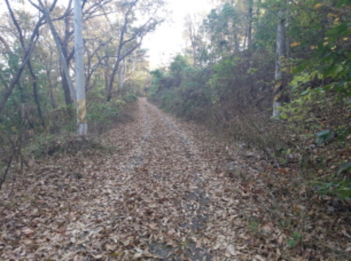 * 본건 목적물 인근 도로