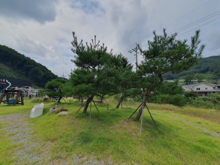 본건 기호(3) 지상소재 조경수 등 
