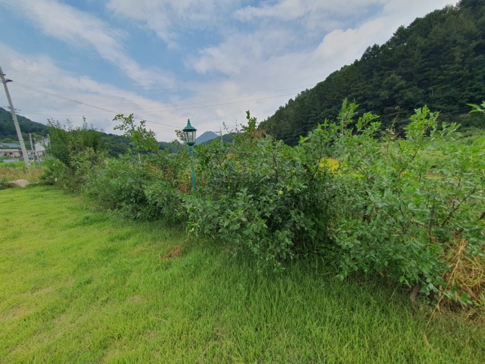 본건 기호(3) 지상소재 조경수 등 