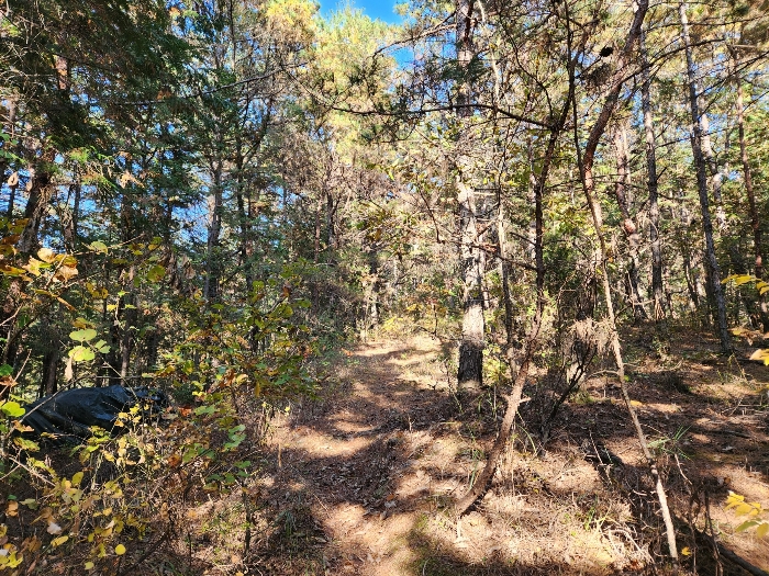 수목의 상태 등