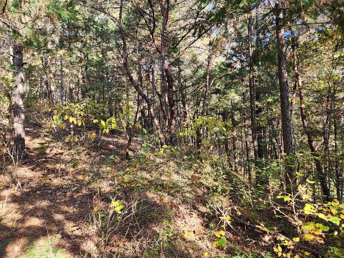 임지상에 생육하고 있는 수목의 상태 등