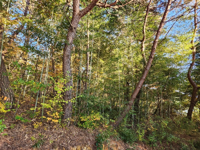 수목의 상태 대나무 등