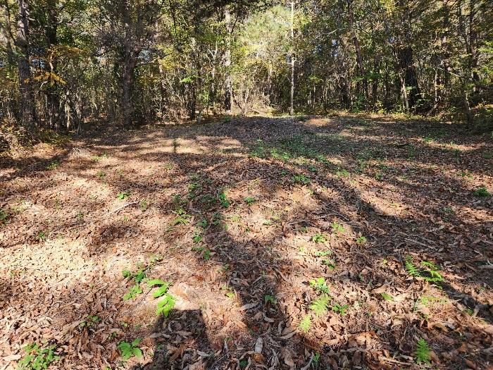 제시외 분묘
1기