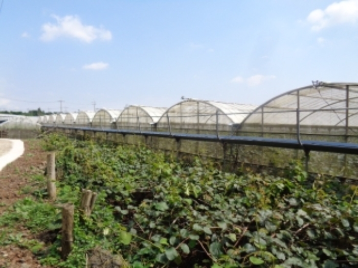 소재지1(청수리 413-1)지상 하우스 시설 사진