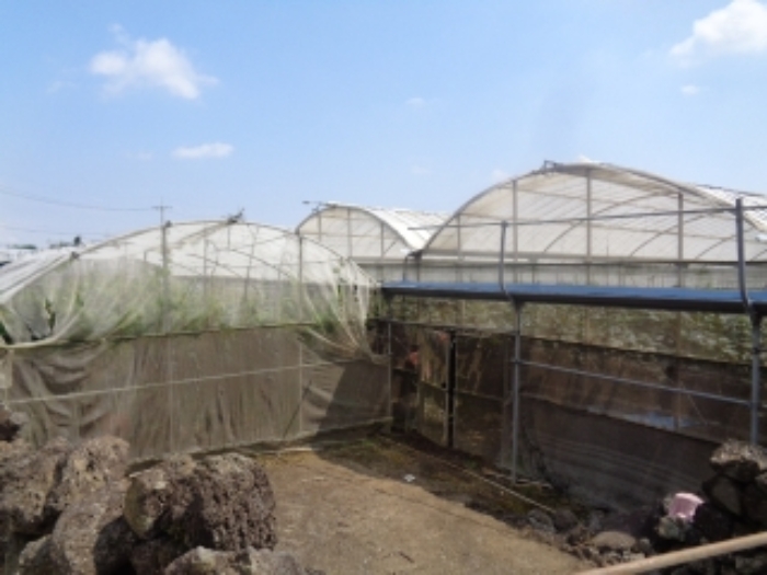 소재지1(청수리 413-1)지상 하우스 시설 사진