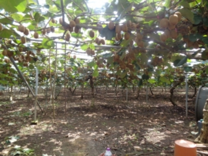 소재지1(청수리 413-1)지상 하우스 시설 내부 사진