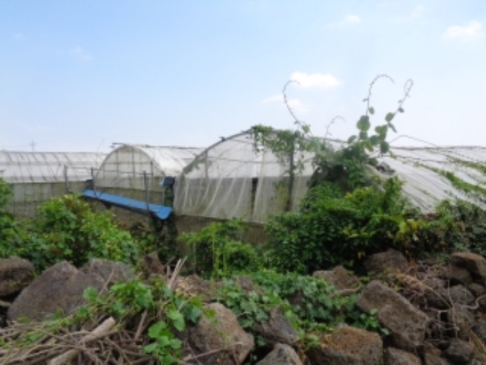 소재지2(청수리 471)지상 하우스 시설 사진