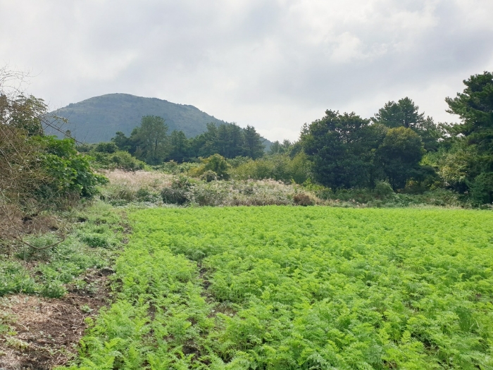 본건 전경 - 후면 미경작 부분