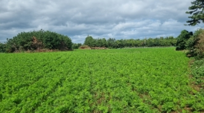 소재지1(세화리 3334) 전경1