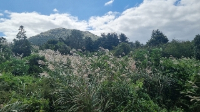 소재지1(세화리 3334) 전경2