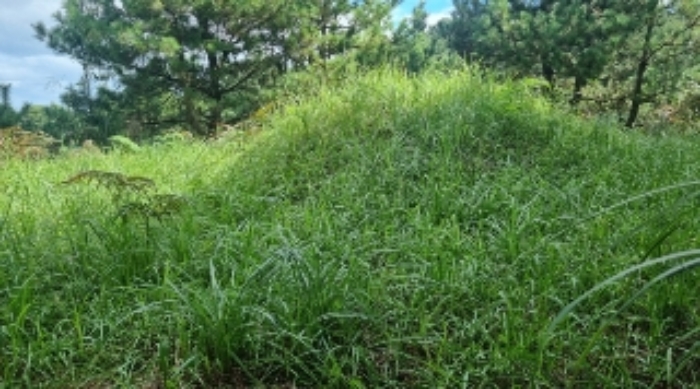 소재지1(세화리 3334) 지상에 소재한 공부상 표기 없는 묘1기